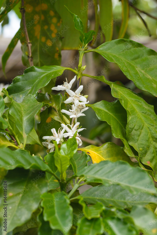 White Coffee Flowers on a Coffee Plant with leafs. White Coffee Flowers on a Coffee Plant with leafs.