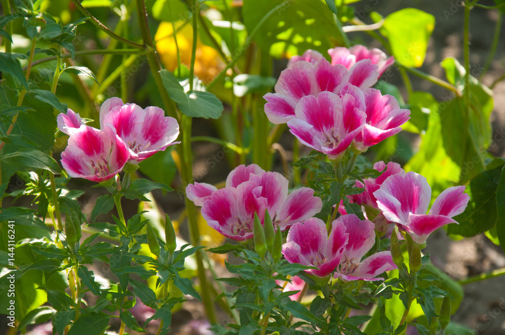 Clarkia Clarkia