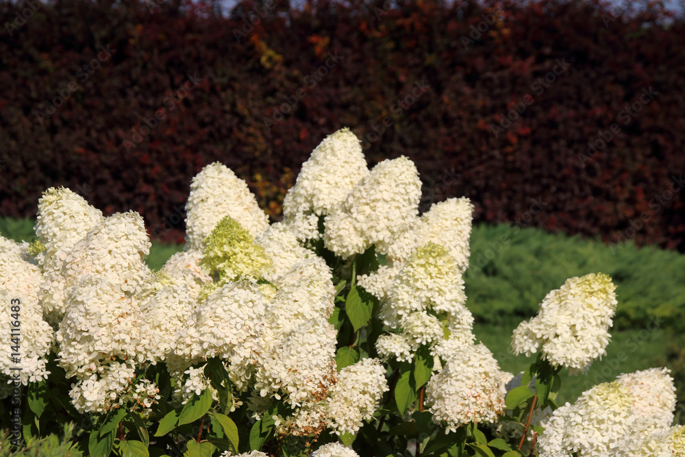 Blooming cultivar Hydrangea paniculata Blooming cultivar Hydrangea paniculata