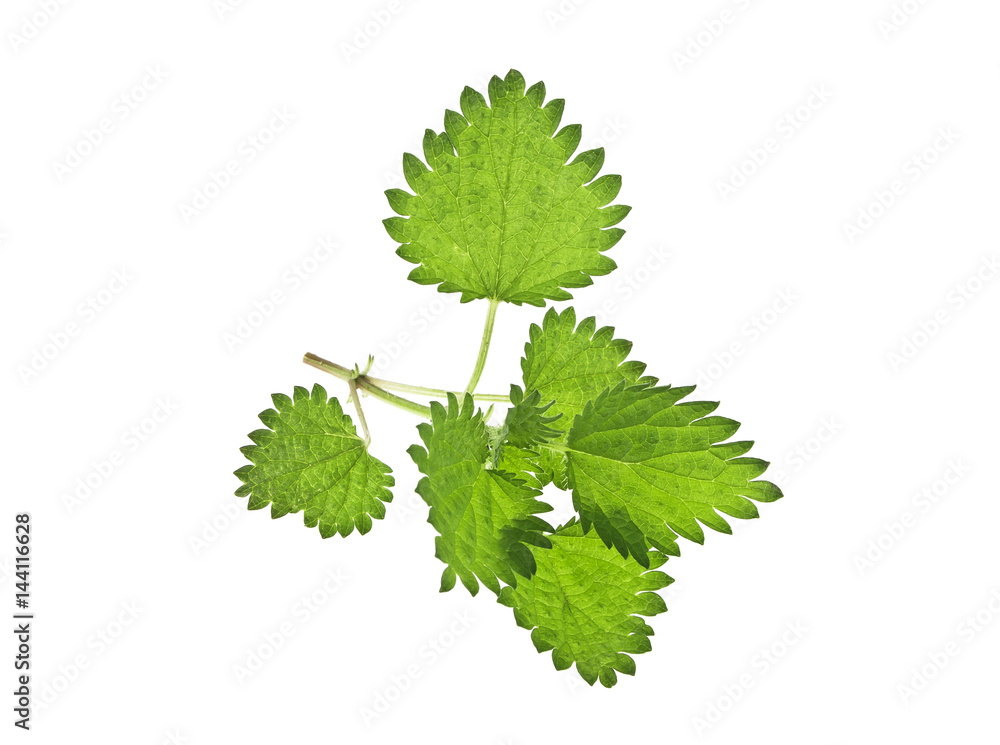 Fresh nettle isolated on white background Fresh nettle isolated on white background