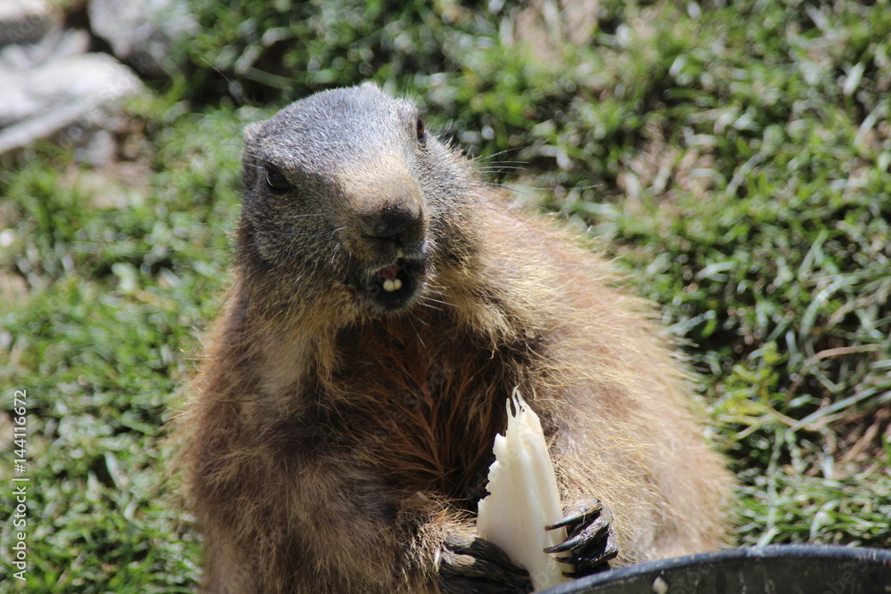 Marmotte drôlequi mange