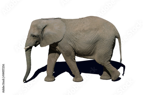 elephant isolated on white background with shadow