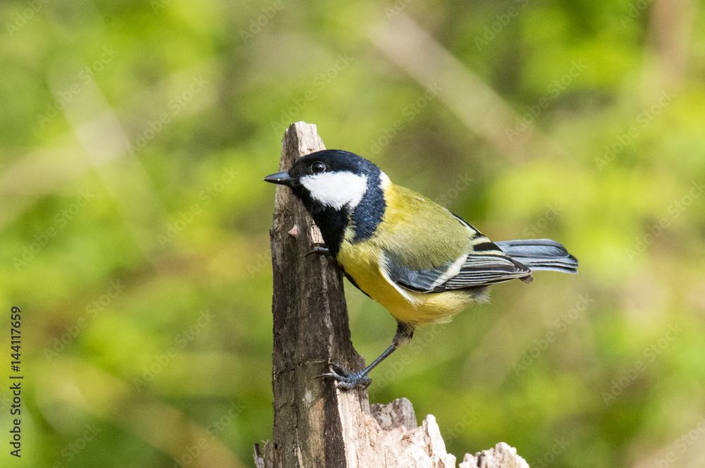 Fototapeta premium Cinciallegra