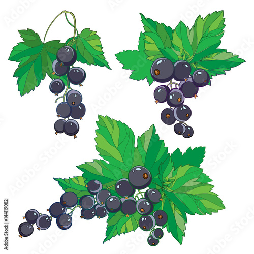 Vector set with outline Black currant  bunch  ripe black berry and green leaves isolated on white background. Ornate floral elements with blackcurrant in contour style for summer or eco design.