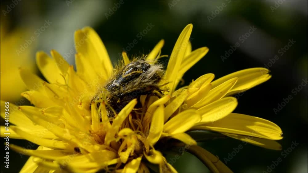 Impollinatore su fiore giallo Impollinatore su fiore giallo