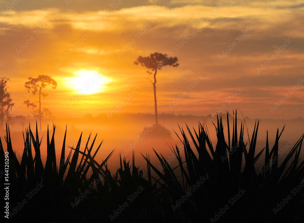 Misty Sunrise / Sunrise near Joe Overstreet Landing near Kissimmee, FL