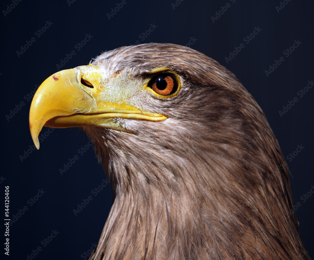 Eagle serious brown at blue background portrait Eagle serious brown at blue background portrait