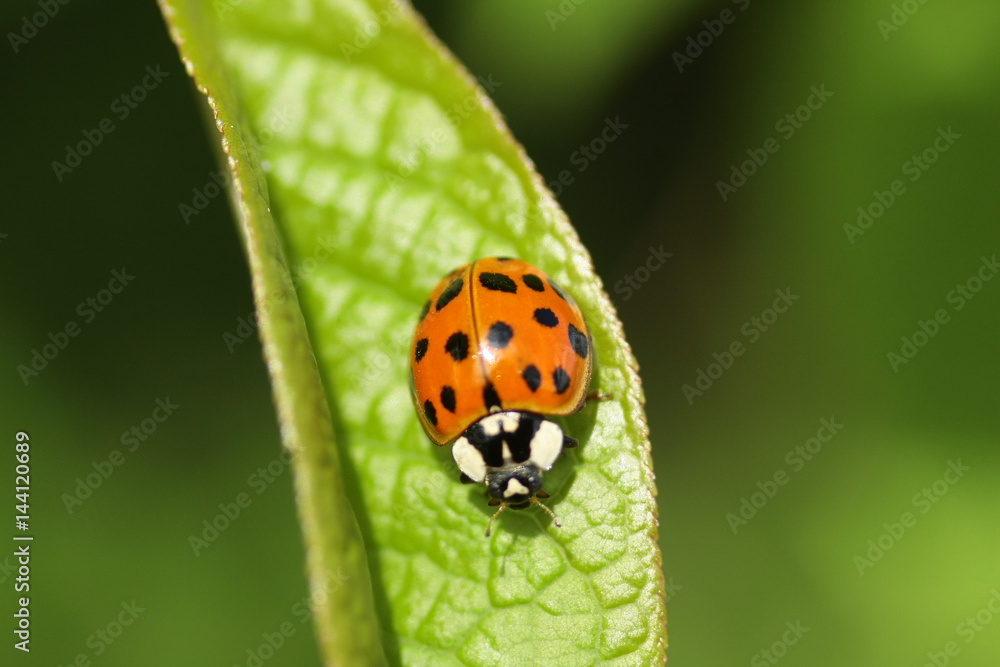 Coccinelle Asiatique (Harmonia axyridis f. succinea) Coccinelle Asiatique (Harmonia axyridis f. succinea)
