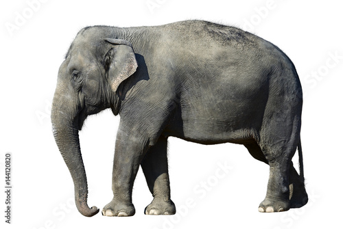 Elefant isolated