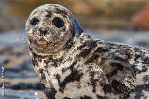 Harp Seal