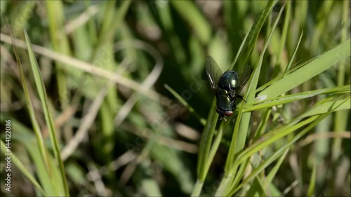 Mosca  verde su erba photo