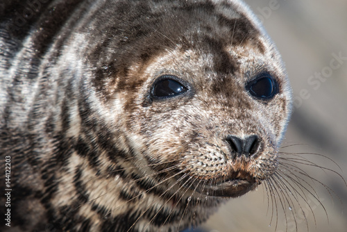 Harp Seal © GregNoel