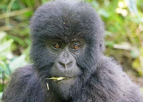 Mountain Gorilla Youngster in Virunga National Park, Democratic Republic of Congo © Janos