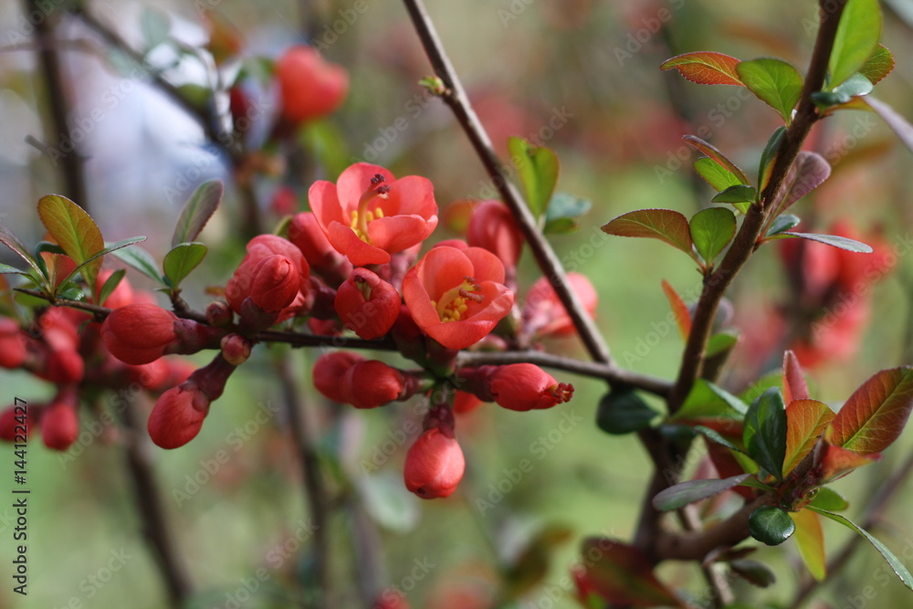 zierquitte, blüten, frühling, zweig, Chaenomeles zierquitte, blüten, frühling, zweig, Chaenomeles
