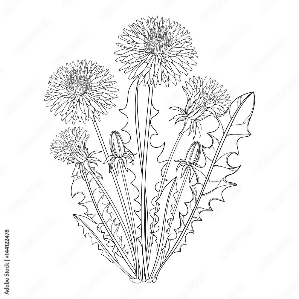 Obraz premium Wektor bukiet z konturu Dandelion lub Taraxacum kwiat, pączek i liście odizolowywający na bielu. Ozdobny kwiatowy elementy do projektowania wiosna, kolorowanka i ziołolecznictwo ilustracja w stylu konturu.