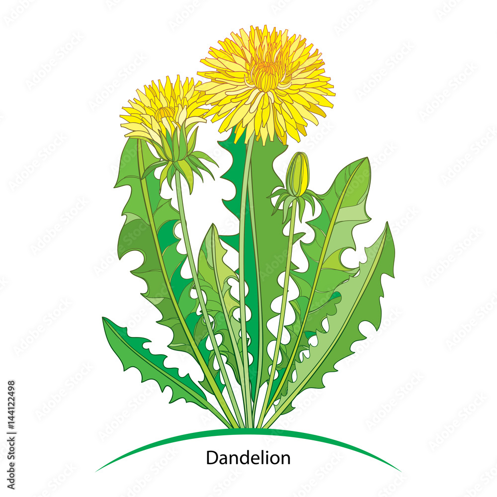 Naklejka premium Vector bouquet with outline yellow Dandelion or Taraxacum flower, bud and green leaves isolated on white. Ornate floral elements for spring design and herbal medicine illustration in contour style.