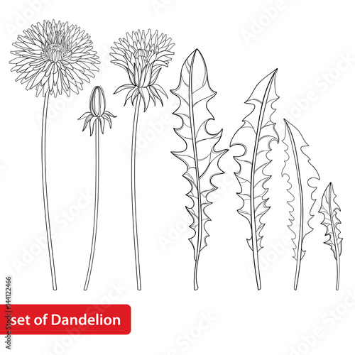 Fototapeta Naklejka Na Ścianę i Meble -  Vector set with outline Dandelion or Taraxacum flower, bud and leaves isolated on white. Ornate floral elements for spring design, coloring book and herbal medicine illustration in contour style.
