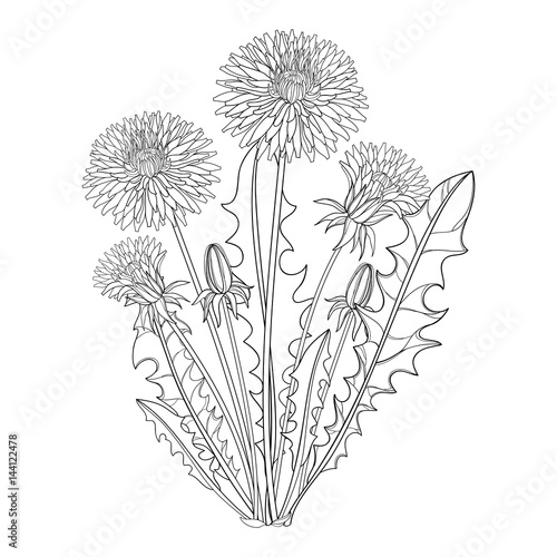 Fototapeta Naklejka Na Ścianę i Meble -  Vector bouquet with outline Dandelion or Taraxacum flower, bud and leaves isolated on white. Ornate floral elements for spring design, coloring book and herbal medicine illustration in contour style.