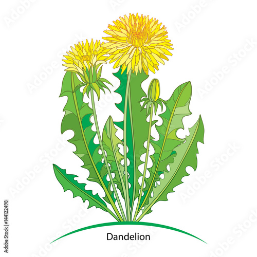 Fototapeta Naklejka Na Ścianę i Meble -  Vector bouquet with outline yellow Dandelion or Taraxacum flower, bud and green leaves isolated on white. Ornate floral elements for spring design and herbal medicine illustration in contour style.