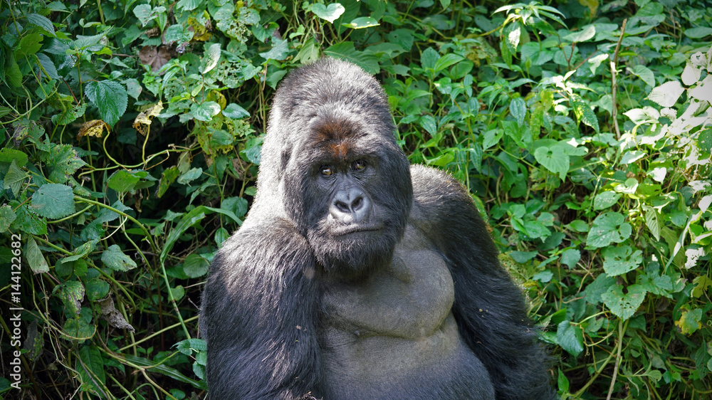 Fototapeta premium Mountain Gorilla Silverback in Virunga National Park, Democratic Republic of Congo