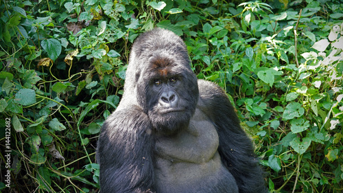 Mountain Gorilla Silverback in Virunga National Park, Democratic Republic of Congo © Janos