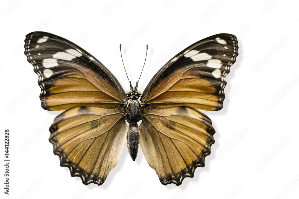 Monarch Butterflyy isolated with path and shadow Monarch Butterflyy isolated with path and shadow