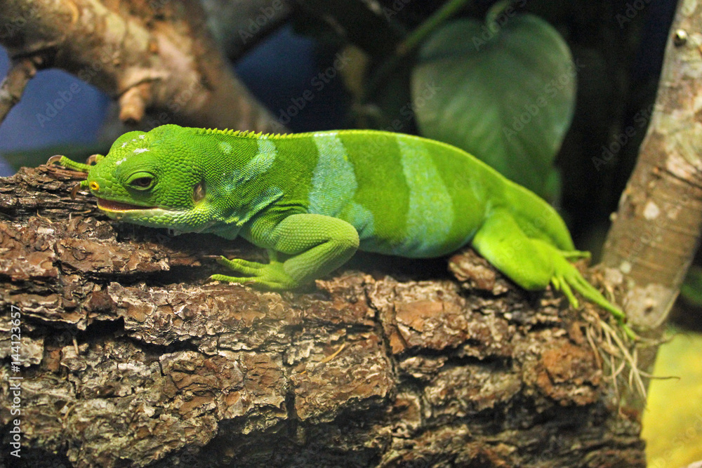 Rare Fiji Banded Iguana - striped green lizard Rare Fiji Banded Iguana - striped green lizard
