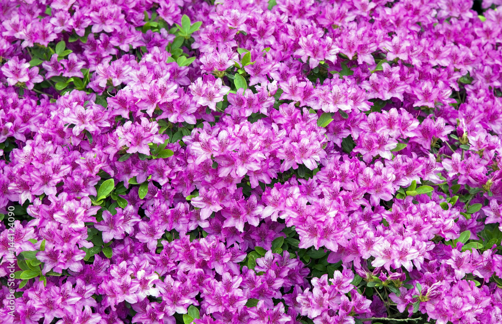 Pink spring azalea blossoms. Horizontal.