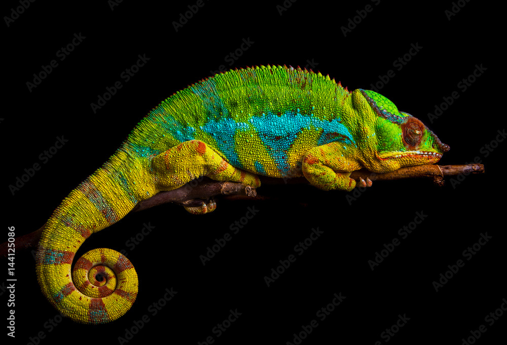 Fototapeta premium Sleeping Panther chameleon Furcifer pardalis Ambilobe