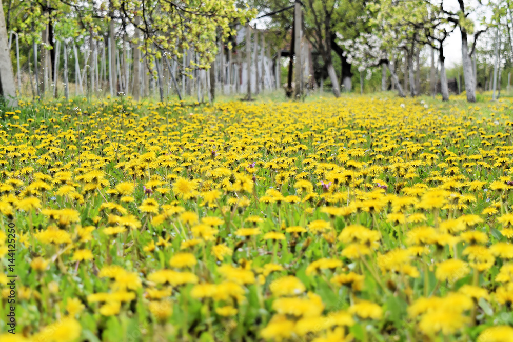 Dandelion meadow in early springtime
