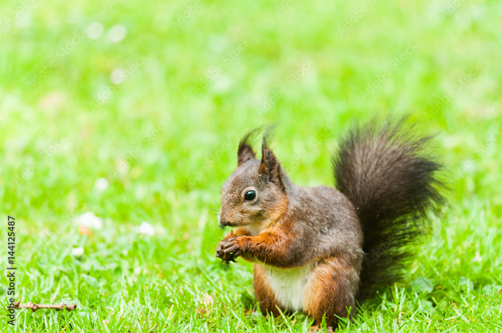 Red Squirrel Red Squirrel