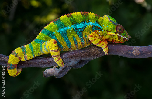 Panther chameleon Furcifer pardalis photo