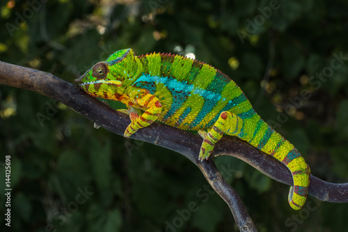 Panther chameleon Furcifer pardalis Ambilobe
