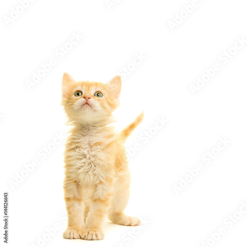 Tabby turkish angora cat kitten looking up standing isolated on a white background