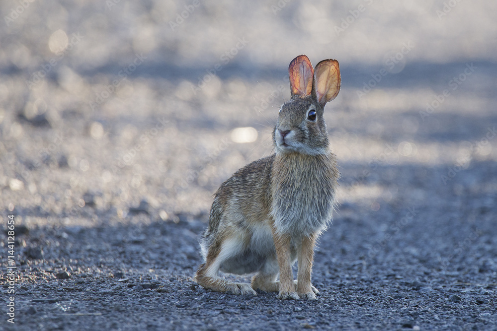 Obraz premium Eastern Cottontail rabbit