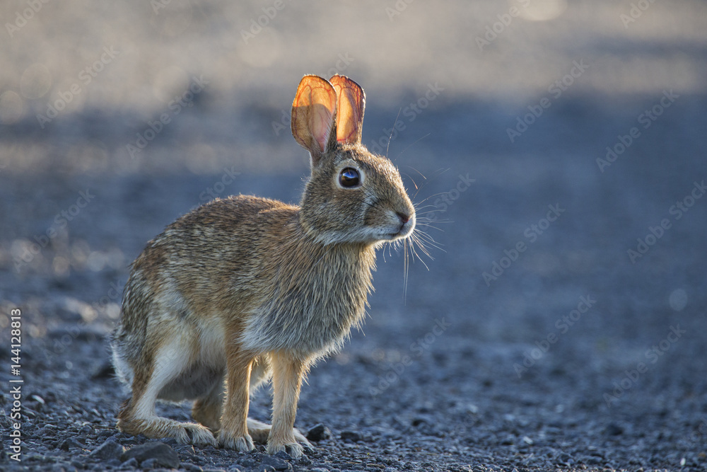 Naklejka premium Eastern Cottontail rabbit