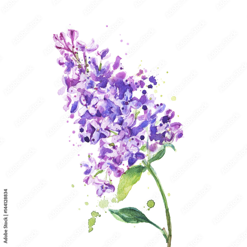 Lilac flowers isolated on a white background, watercolor painting Stock