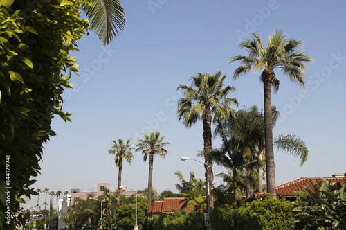 palm trees in California