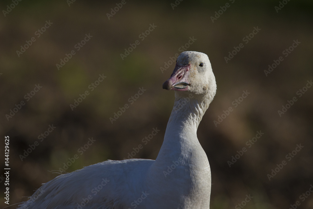 Snow Goose Snow Goose