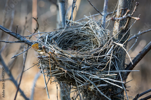 bird nest on tree