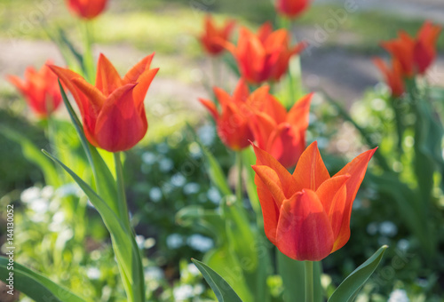 Tulip flowers blooming in Spring. Сolorful tulip on nature background. Closeup of beautiful spring flowers on green flowerbed in city park. Flowers with bokeh spring background.