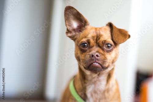 Small brown dog, poppy chihuahua plus pug. Chug. Puppy in the home with one ear standing up second lying