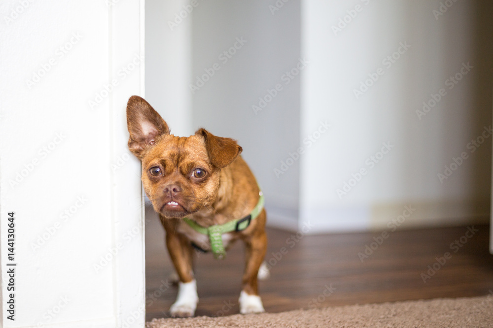 Small brown dog, poppy chihuahua plus pug. Chug. Puppy in the home with one ear standing up second lying Small brown dog, poppy chihuahua plus pug. Chug. Puppy in the home with one ear standing up second lying