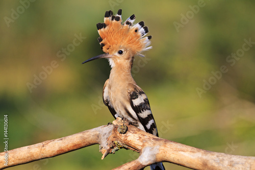 hoopoe with beautiful bangs sitting on a branch