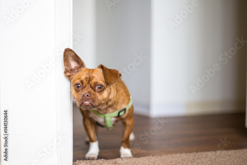 Fotografija Small brown dog, poppy chihuahua plus pug