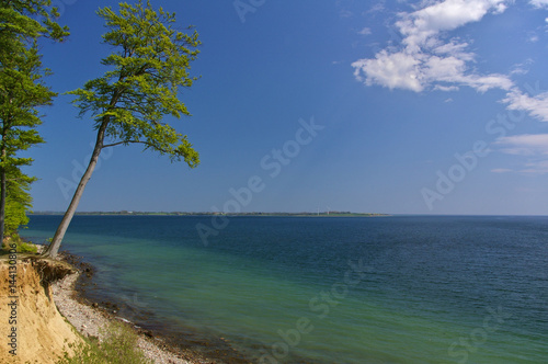 Clifftop with forest and slanted tree above the beach at the Baltic seashore, Denmark