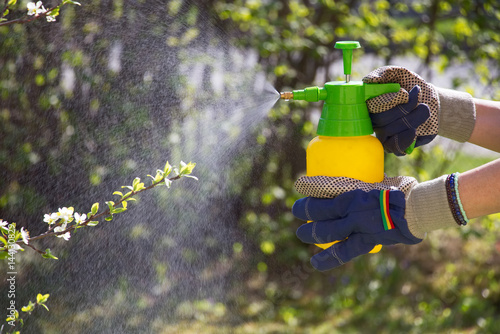 Bilde på lerret Woman with gloves spraying a blooming fruit tree against plant diseases and pests