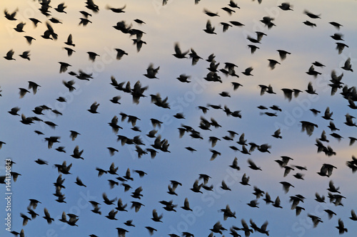 silhouettes of a flock of starlings in the evening sky