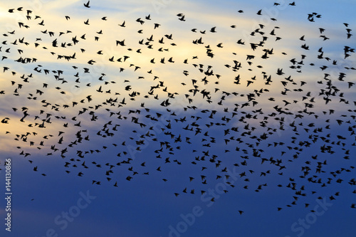 flock of starlings in the evening sky