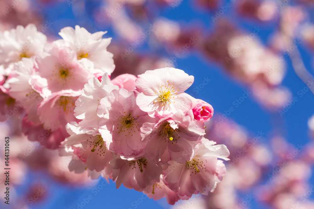 Cherry blossom trees in full bloom in springtime Cherry blossom trees in full bloom in springtime